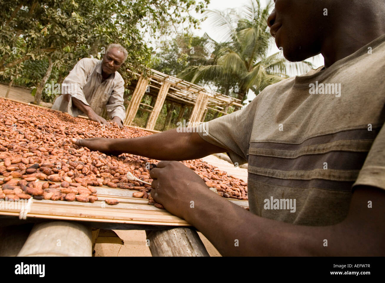 Cocoa farming hires stock photography and images Alamy