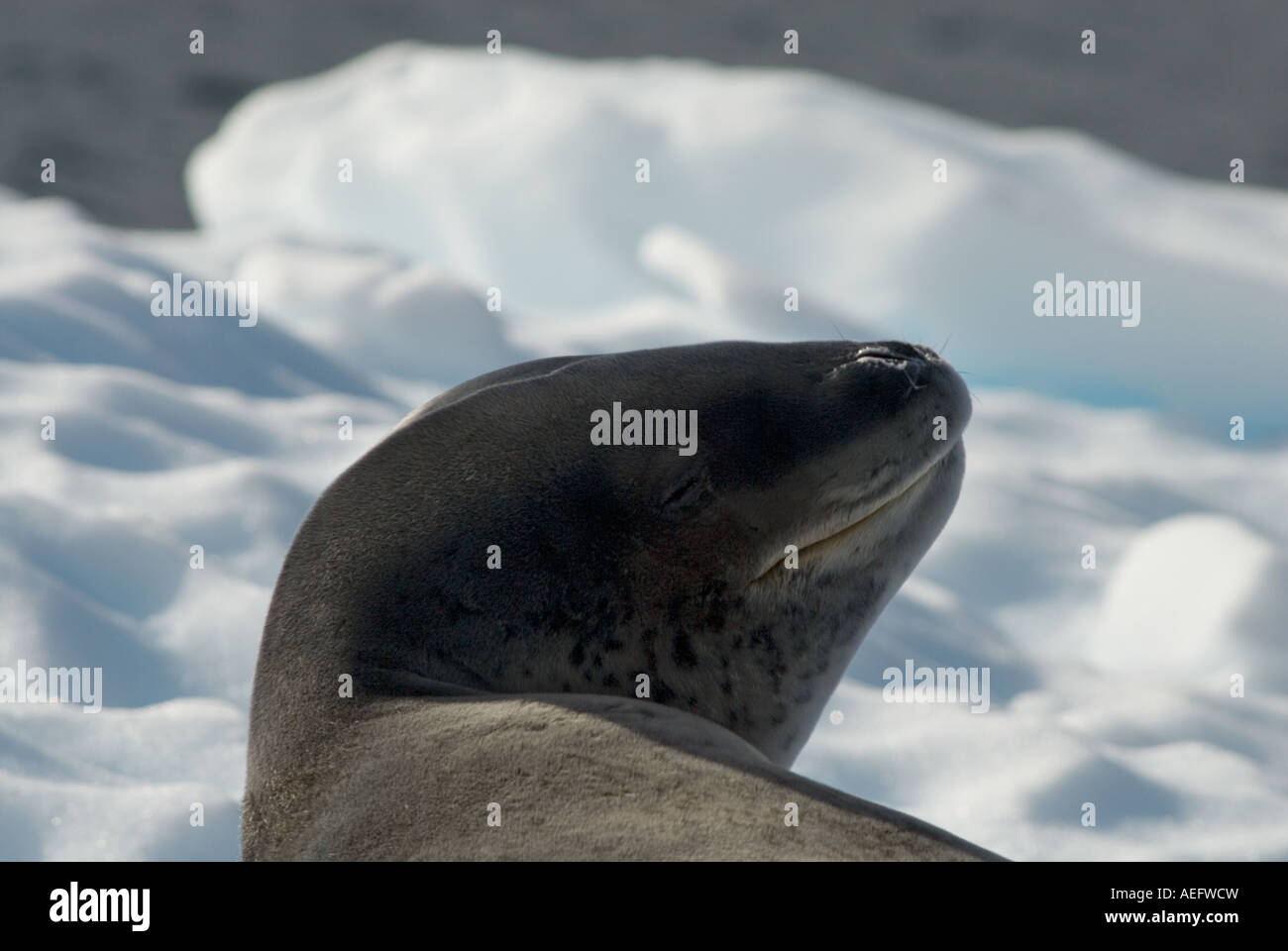 leopard seal Hydrurga leptonyx resting on a glacial ice off the western ...