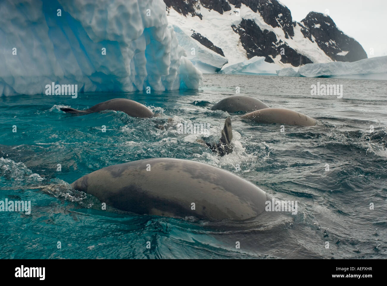 crabeater seals Lobodon carcinophaga feeding on a school of krill in ...