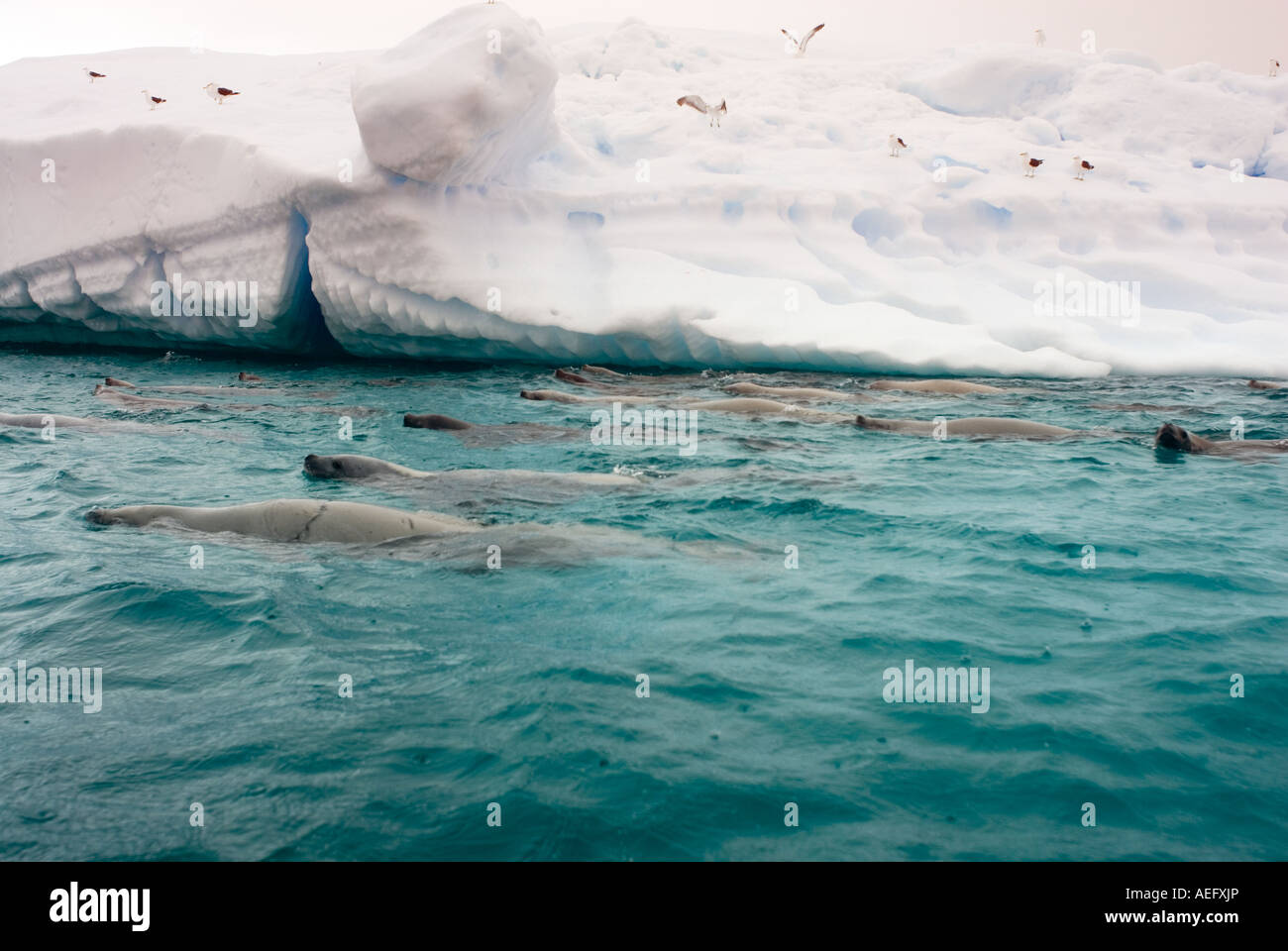 crabeater seals Lobodon carcinophaga feeding on a school of krill in waters off the western Antarctic Stock Photo