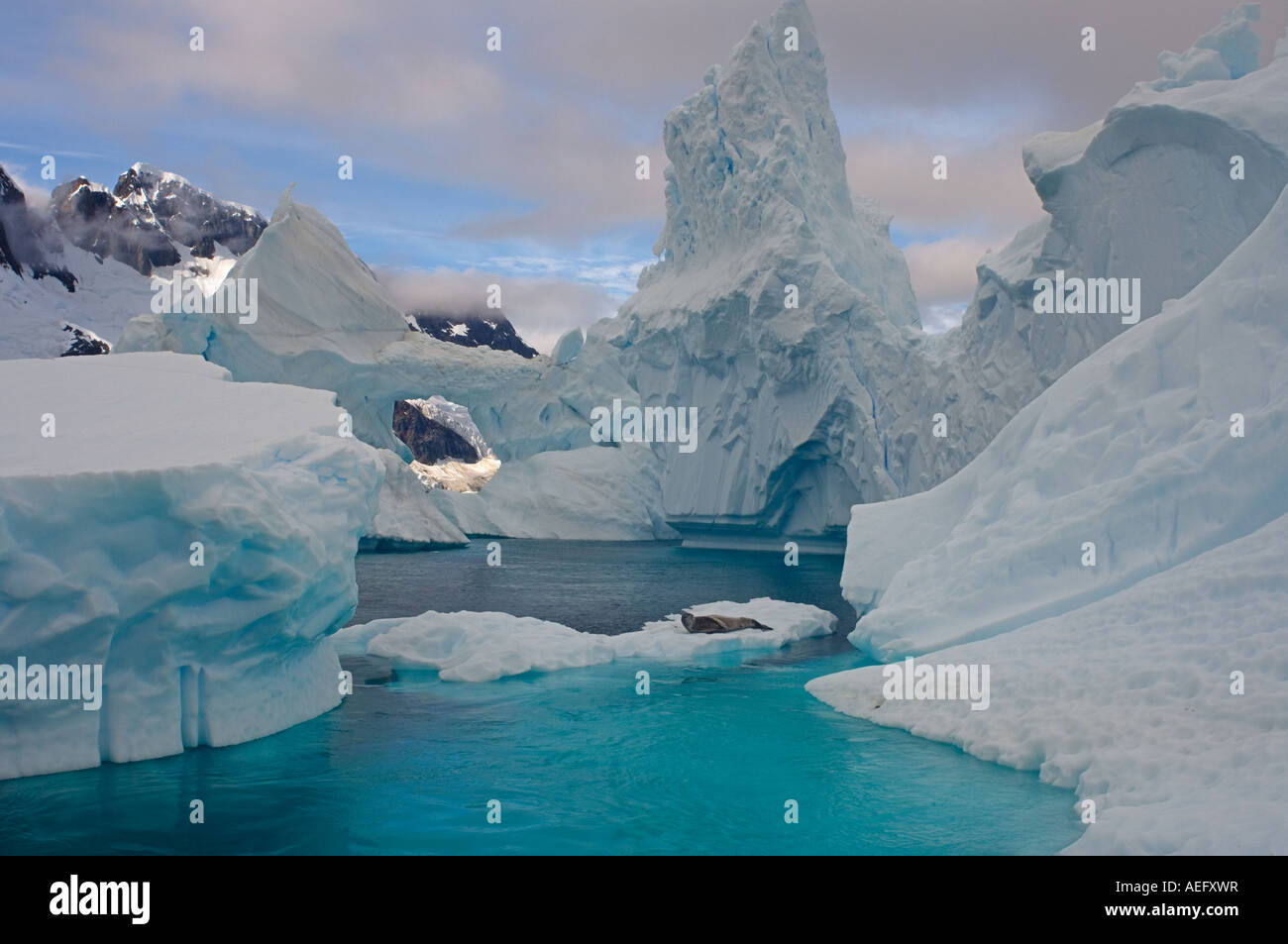 leopard seal Hydrurga leptonyx resting on a glacial ice off the western ...