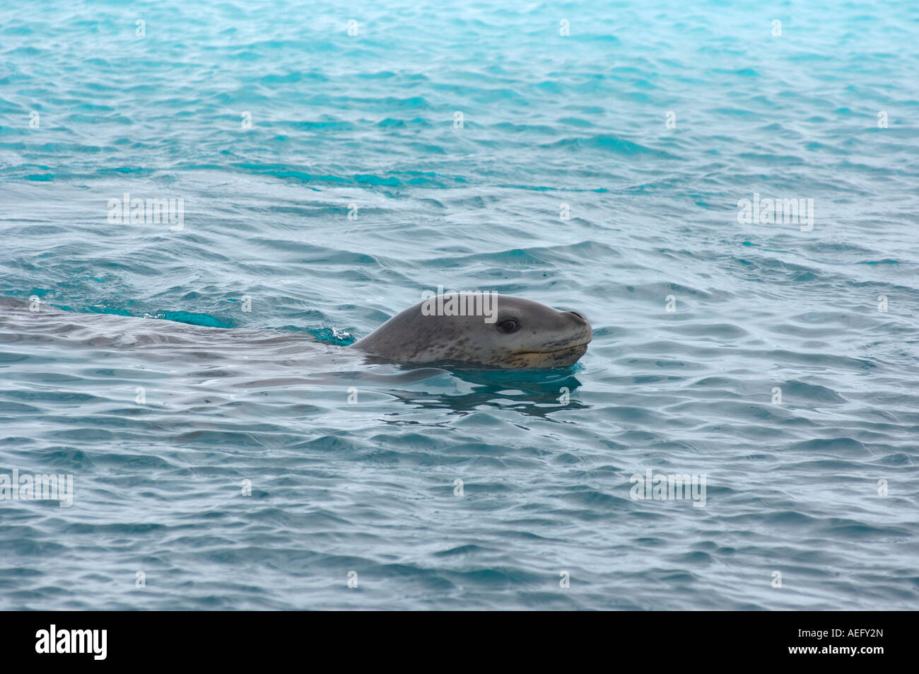 Leopard seal Hydrurga leptonyx in waters off the western Antarctic ...