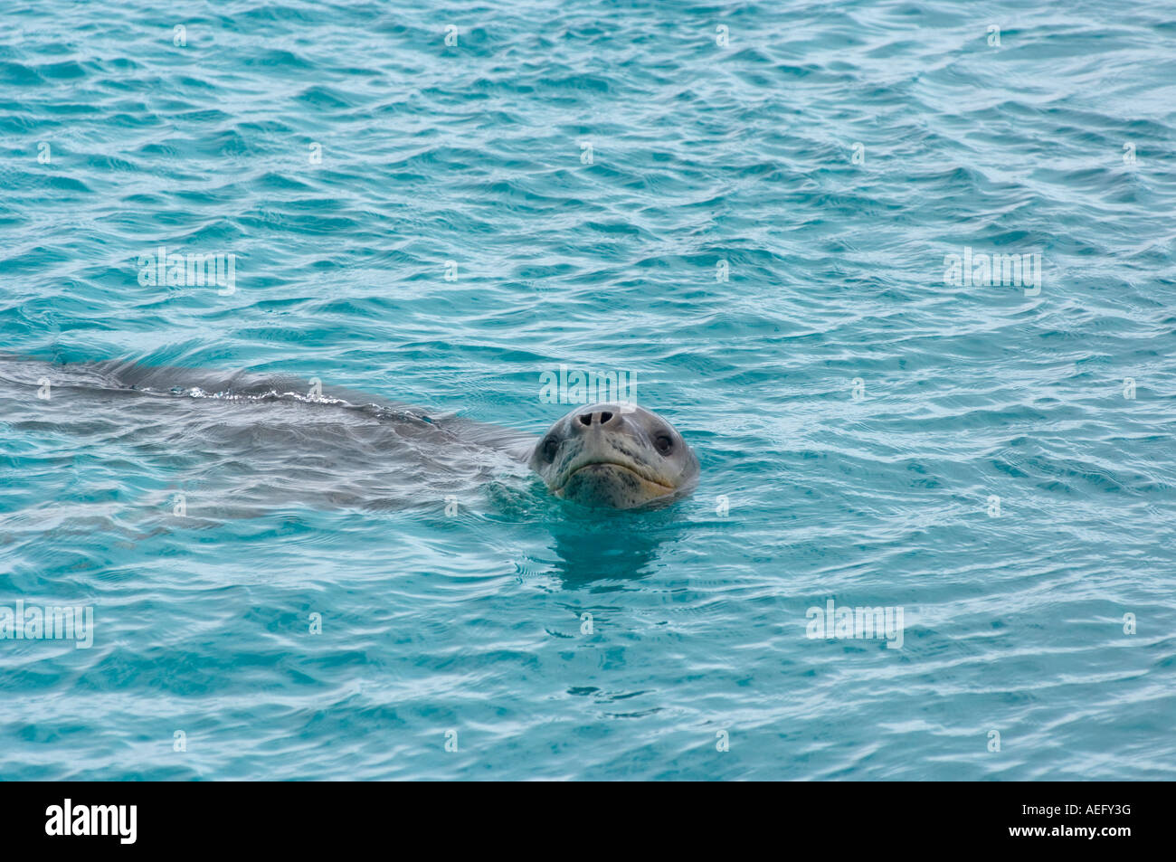 Leopard seal Hydrurga leptonyx in waters off the western Antarctic ...