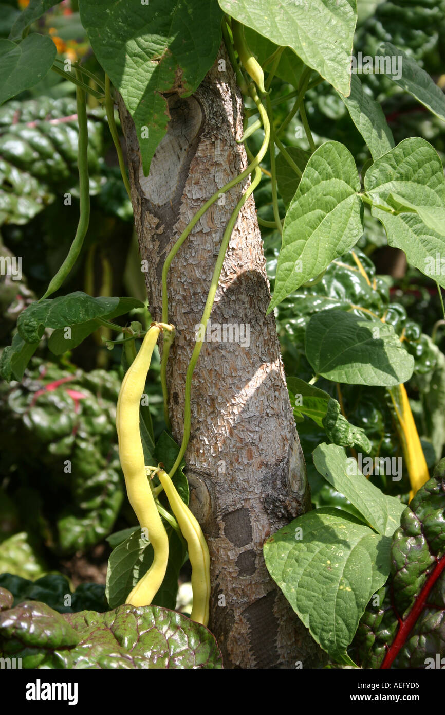 beanstalk climbing up on a pole Stock Photo