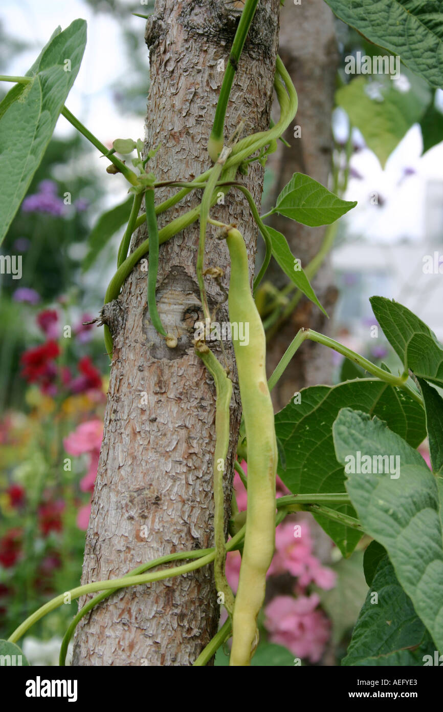 beanstalk climbing up on a pole Stock Photo Alamy