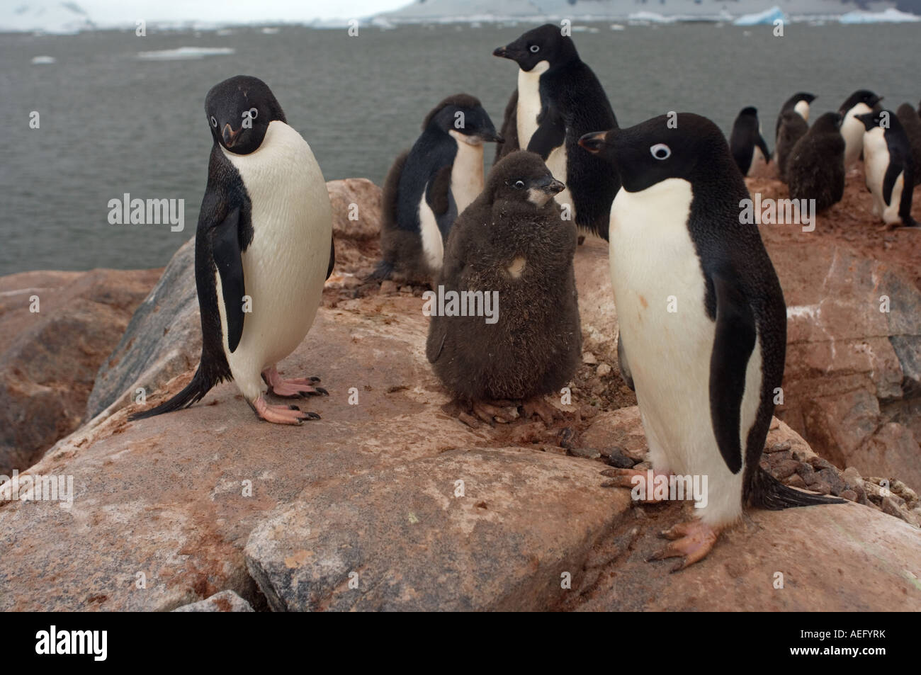 adelie penguins Pygoscelis Adeliae chick begs its parents for food on ...