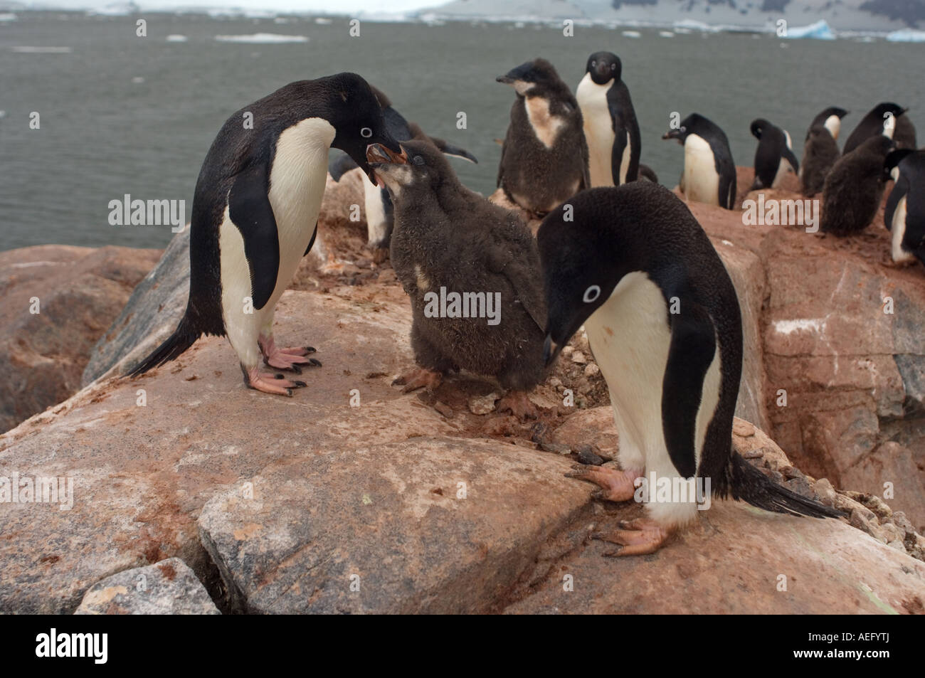 adelie penguins Pygoscelis Adeliae feed their chick along the western ...