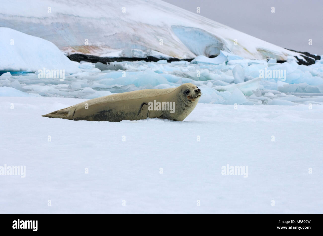 Crabeater seal teeth hi-res stock photography and images - Alamy