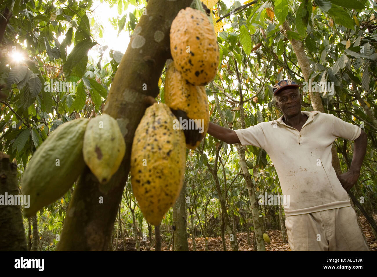 Cocoa farmer on farm, Ghana Stock Photo Alamy