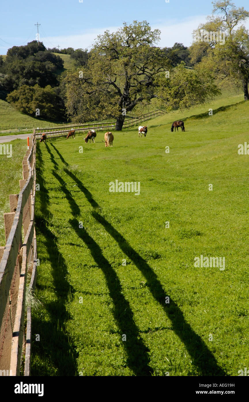 Cattle Rance Cattle rance, Refujio Road, Santa Barbara Stock Photo - Alamy