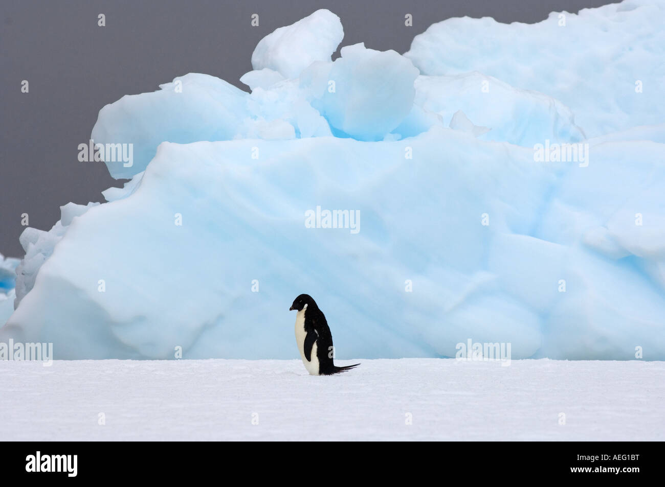 adelie penguin Pygoscelis Adeliae on sea ice along the western ...