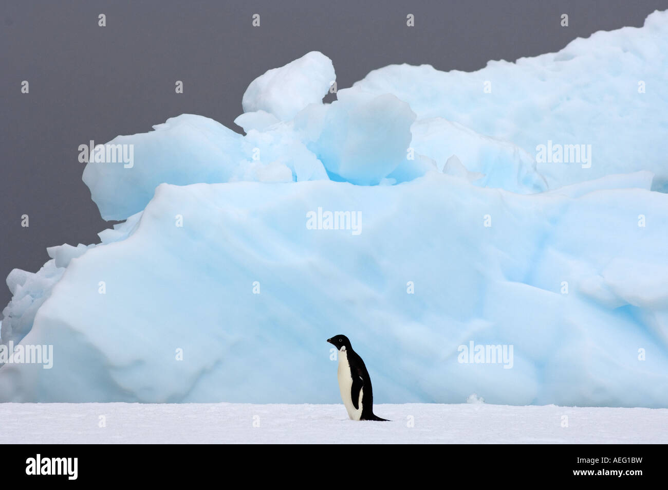 adelie penguin Pygoscelis Adeliae on sea ice along the western ...