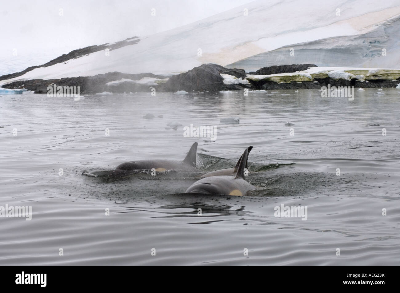 killer whales orcas Orcinus orca pod traveling in waters off the ...