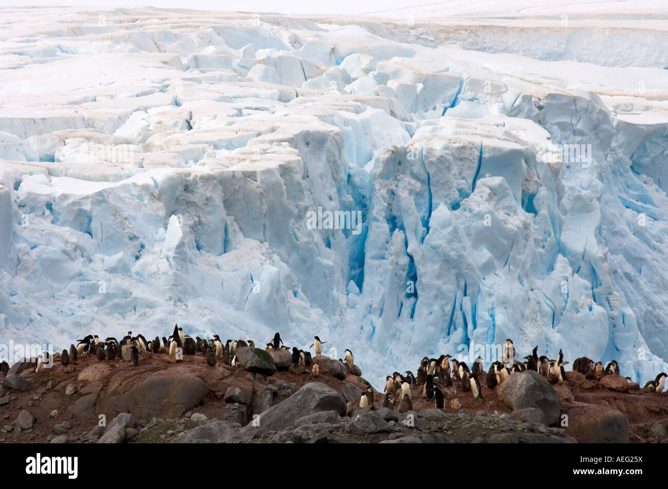 adelie penguin Pygoscelis Adeliae colony on the western Antarctic ...
