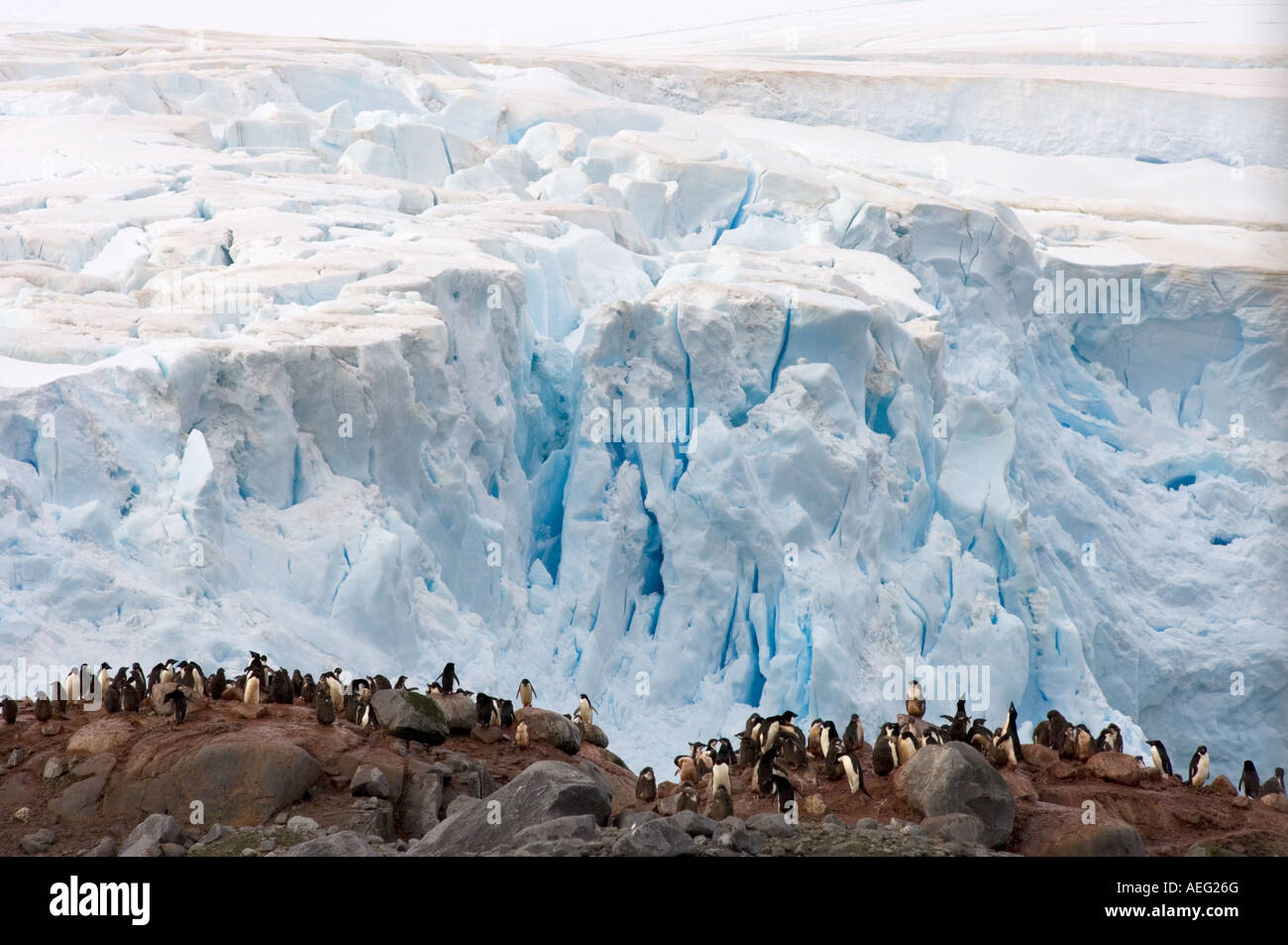 adelie penguin Pygoscelis Adeliae colony on the western Antarctic ...