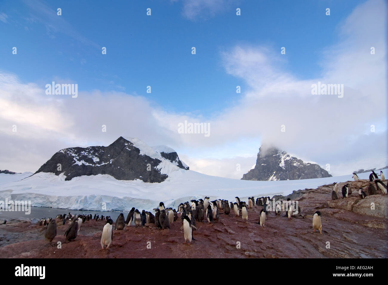 adelie penguin Pygoscelis Adeliae colony on the western Antarctic ...