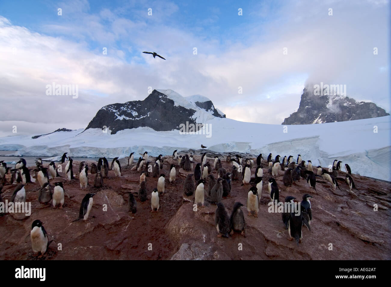 adelie penguin Pygoscelis Adeliae colony on the western Antarctic ...