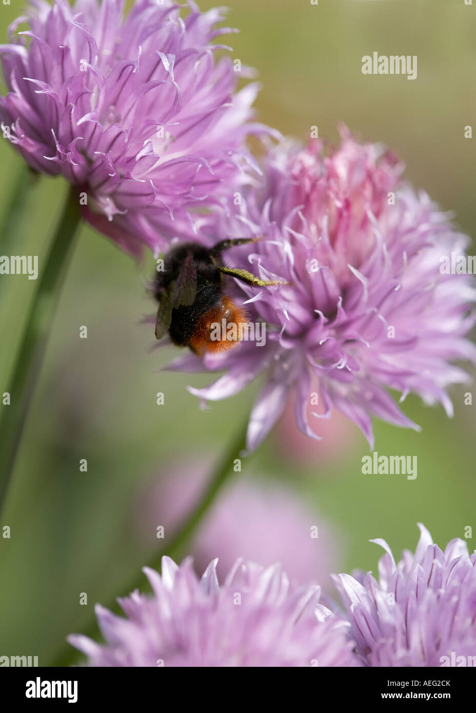 Redtailed bumble bee pollinating purple chive flowers Stock Photo Alamy