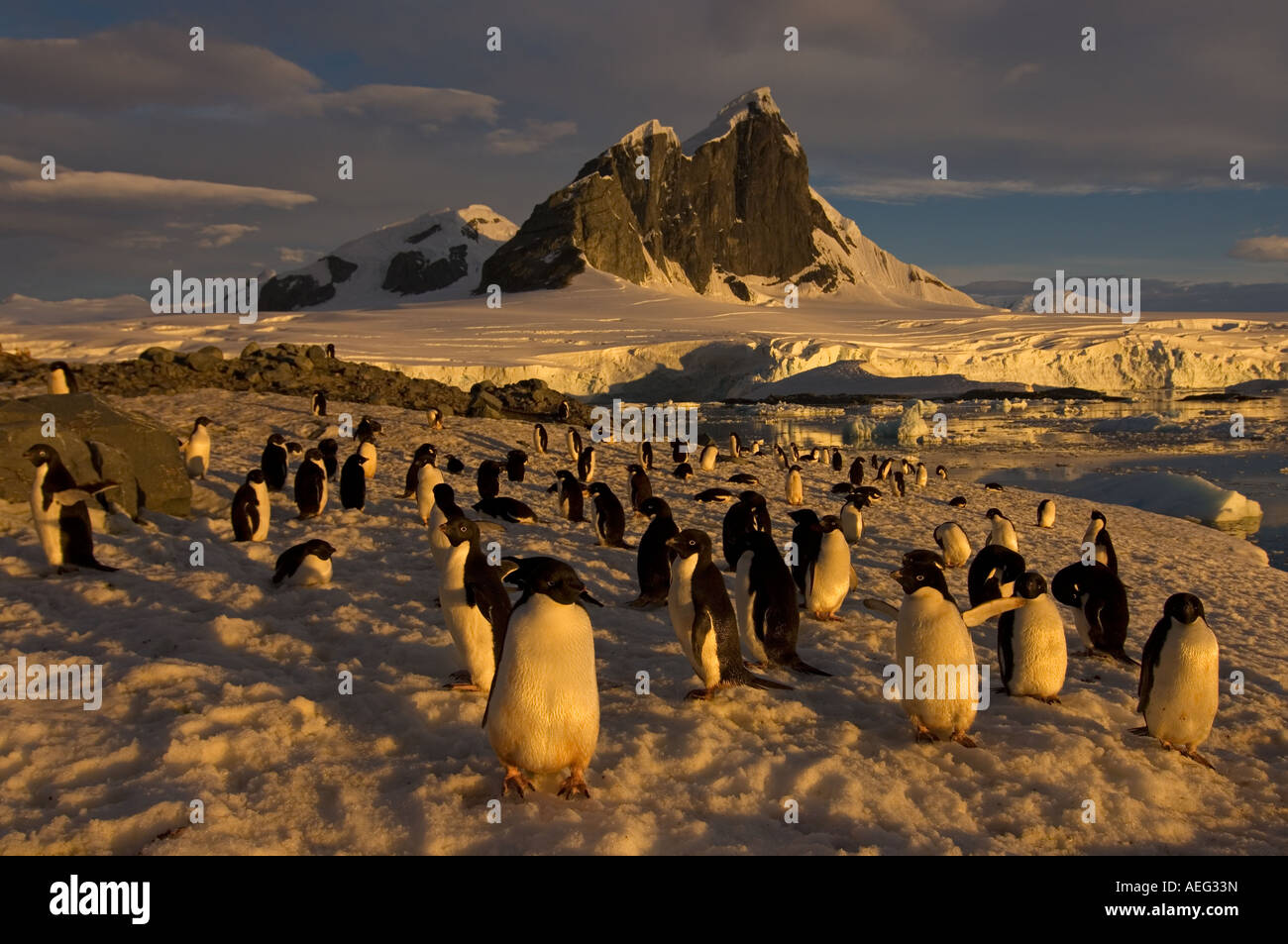 adelie penguin Pygoscelis Adeliae colony along the western Antarctic ...