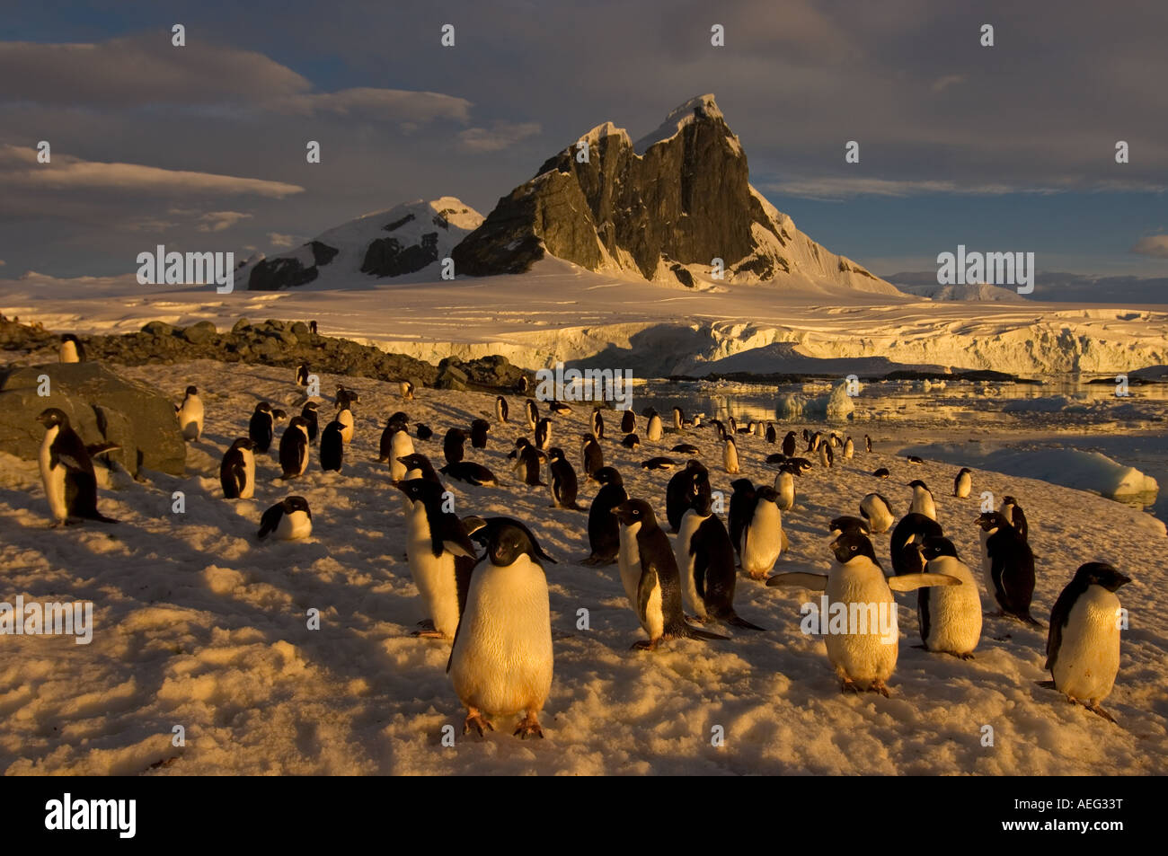 adelie penguin Pygoscelis Adeliae colony along the western Antarctic ...