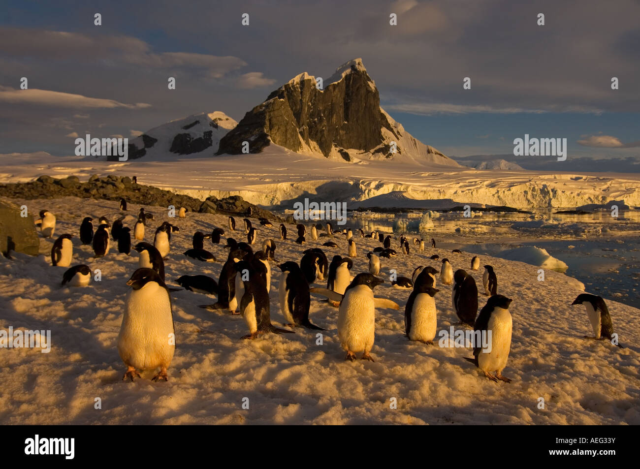 adelie penguin Pygoscelis Adeliae colony along the western Antarctic ...