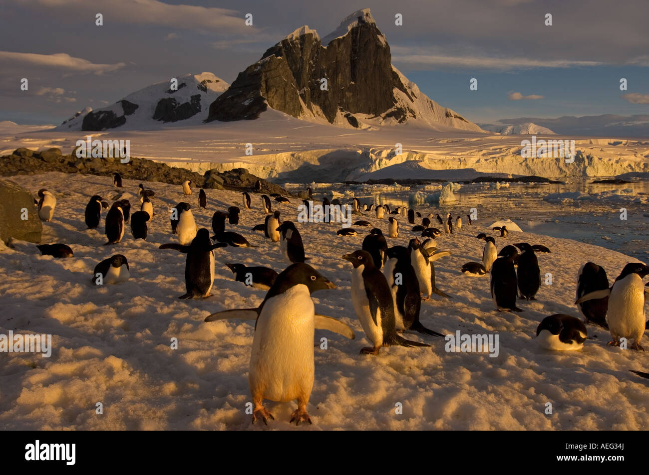 adelie penguin Pygoscelis Adeliae colony along the western Antarctic ...