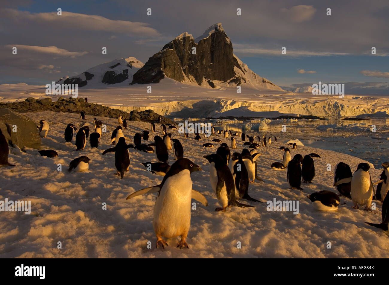 adelie penguin Pygoscelis Adeliae colony along the western Antarctic ...