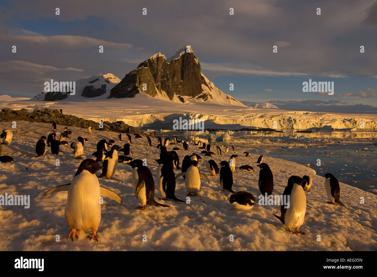 Antarctica sunset ice penguin hi-res stock photography and images - Alamy