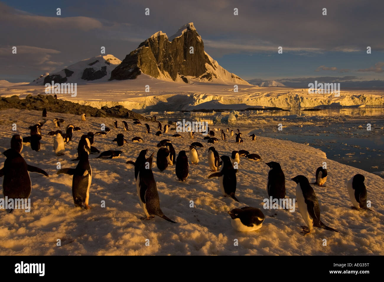 adelie penguin Pygoscelis Adeliae colony along the western Antarctic ...