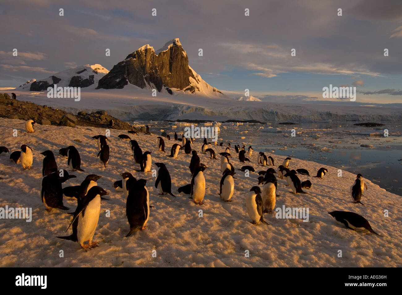 adelie penguin Pygoscelis Adeliae colony along the western Antarctic ...