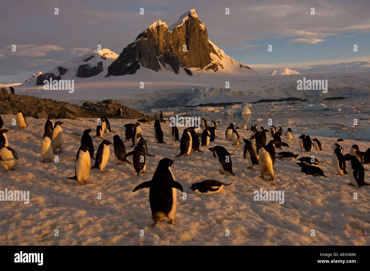 adelie penguin Pygoscelis Adeliae colony along the western Antarctic ...