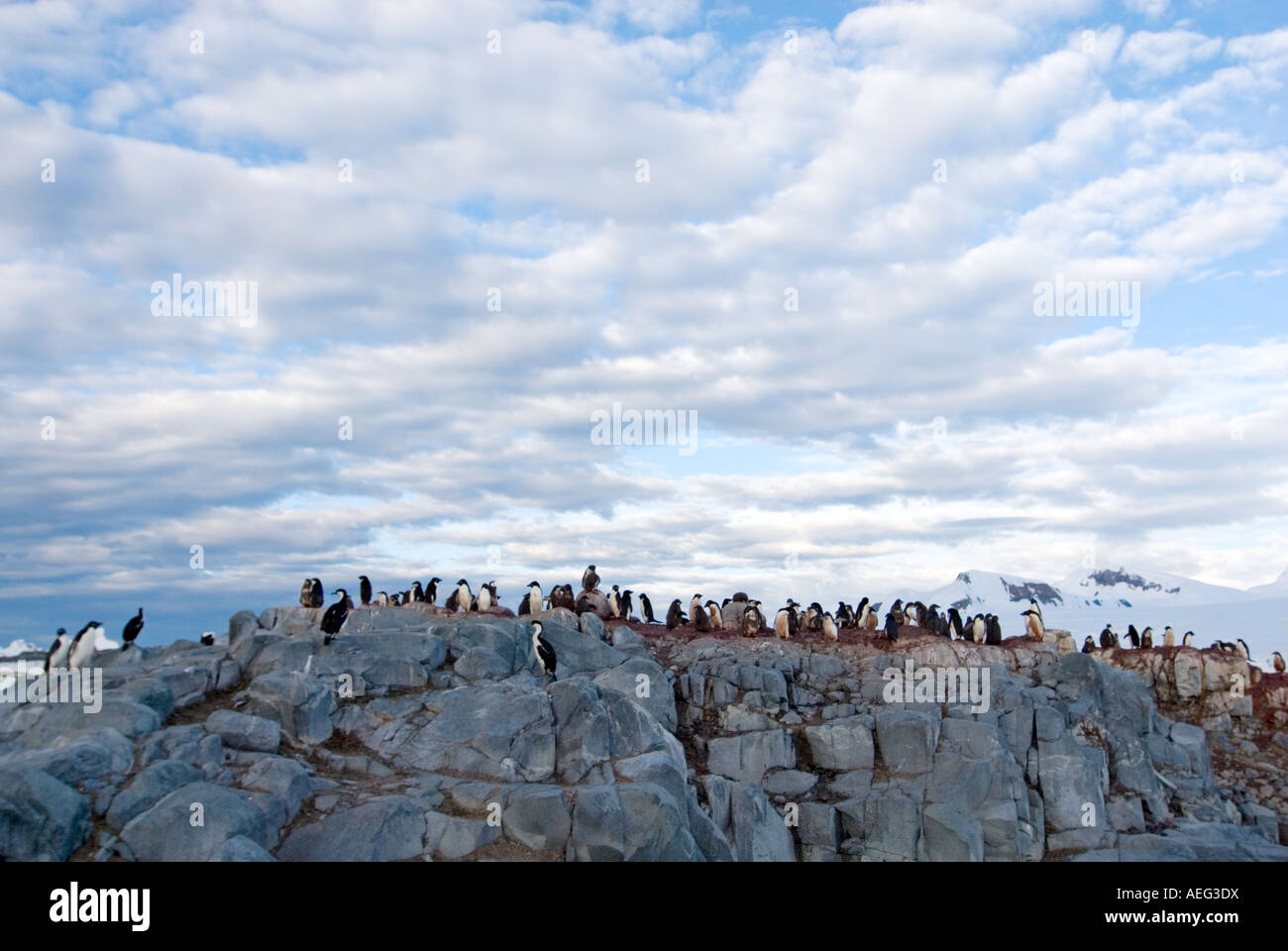 adelie penguin Pygoscelis Adeliae colony on the western Antarctic ...