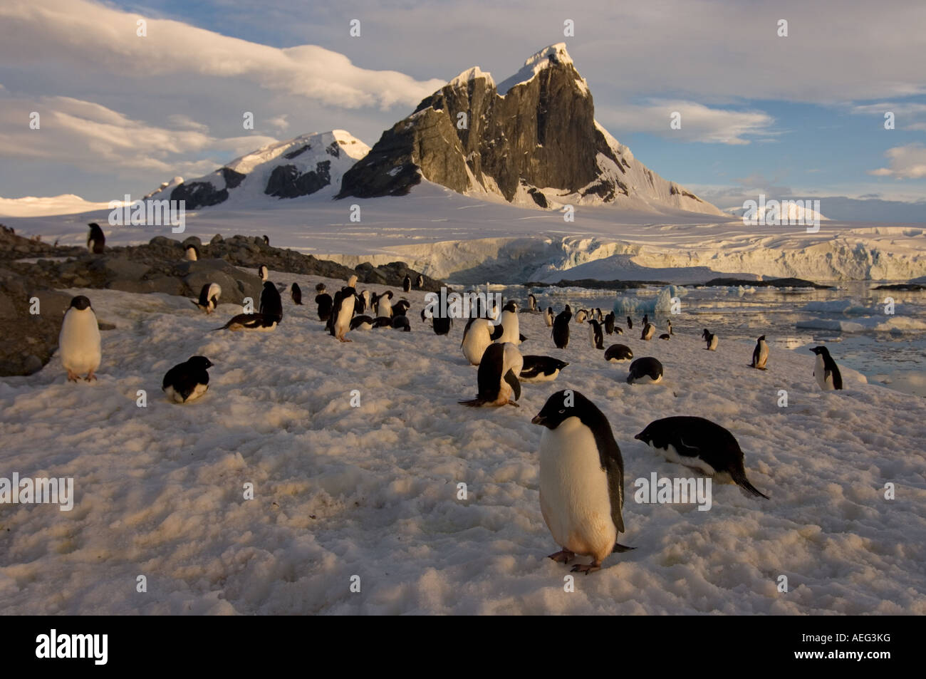 adelie penguin Pygoscelis Adeliae colony along the western Antarctic ...