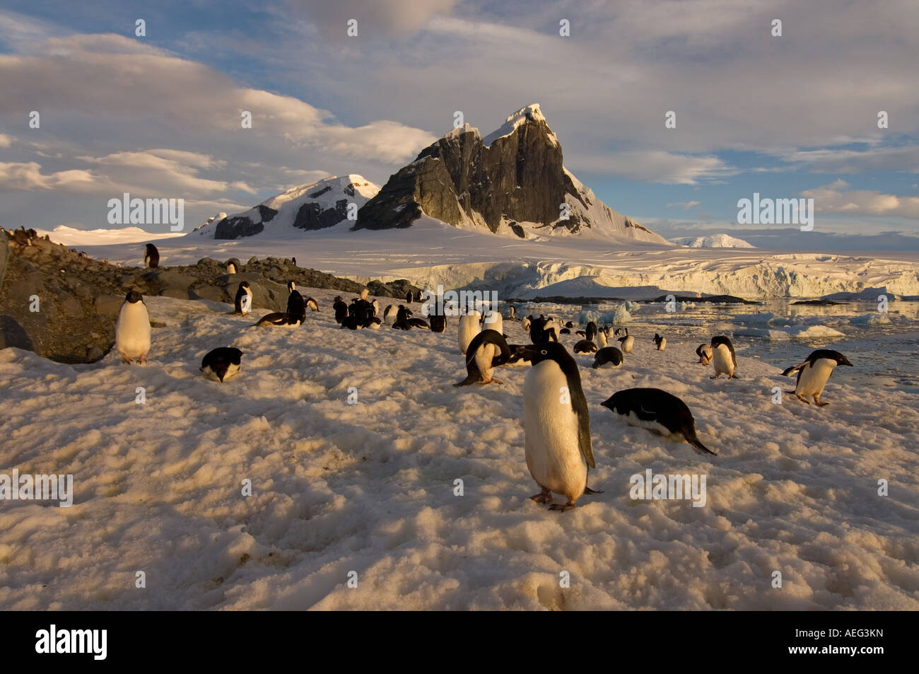 adelie penguin Pygoscelis Adeliae colony along the western Antarctic ...