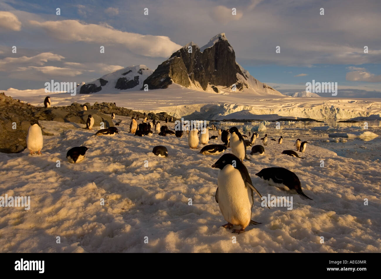 adelie penguin Pygoscelis Adeliae colony along the western Antarctic ...