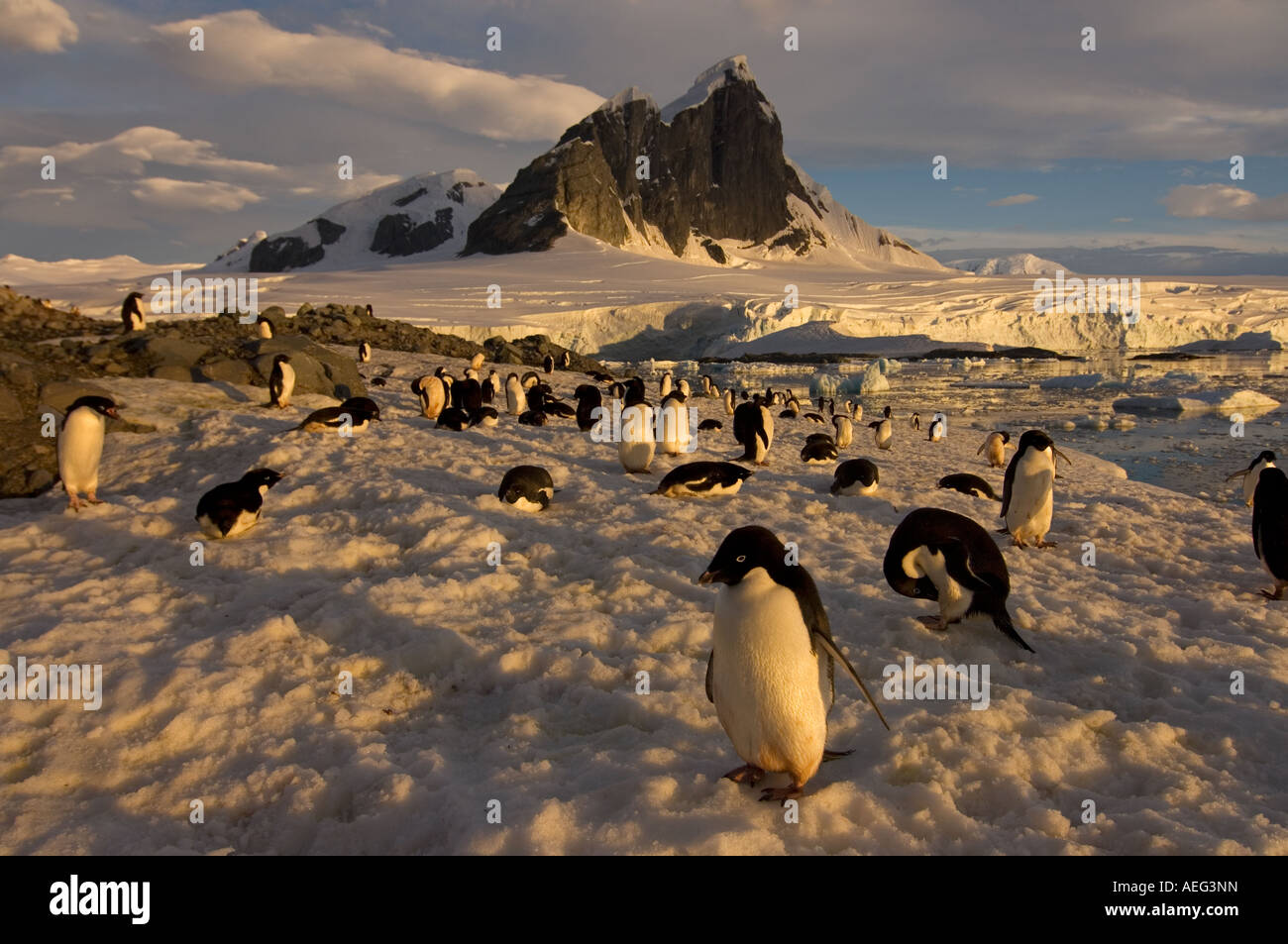 adelie penguin Pygoscelis Adeliae colony along the western Antarctic ...