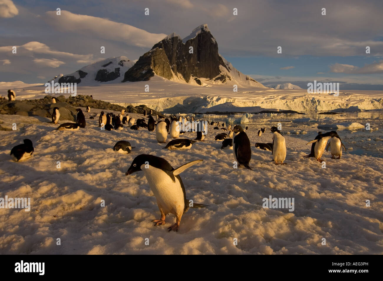 adelie penguin Pygoscelis Adeliae colony along the western Antarctic ...