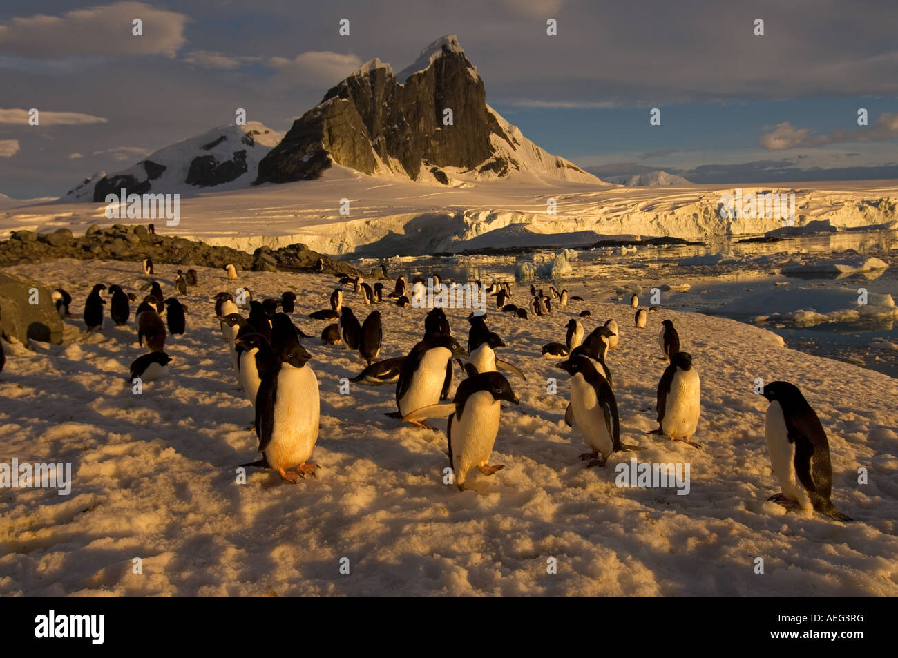 adelie penguin Pygoscelis Adeliae colony along the western Antarctic ...