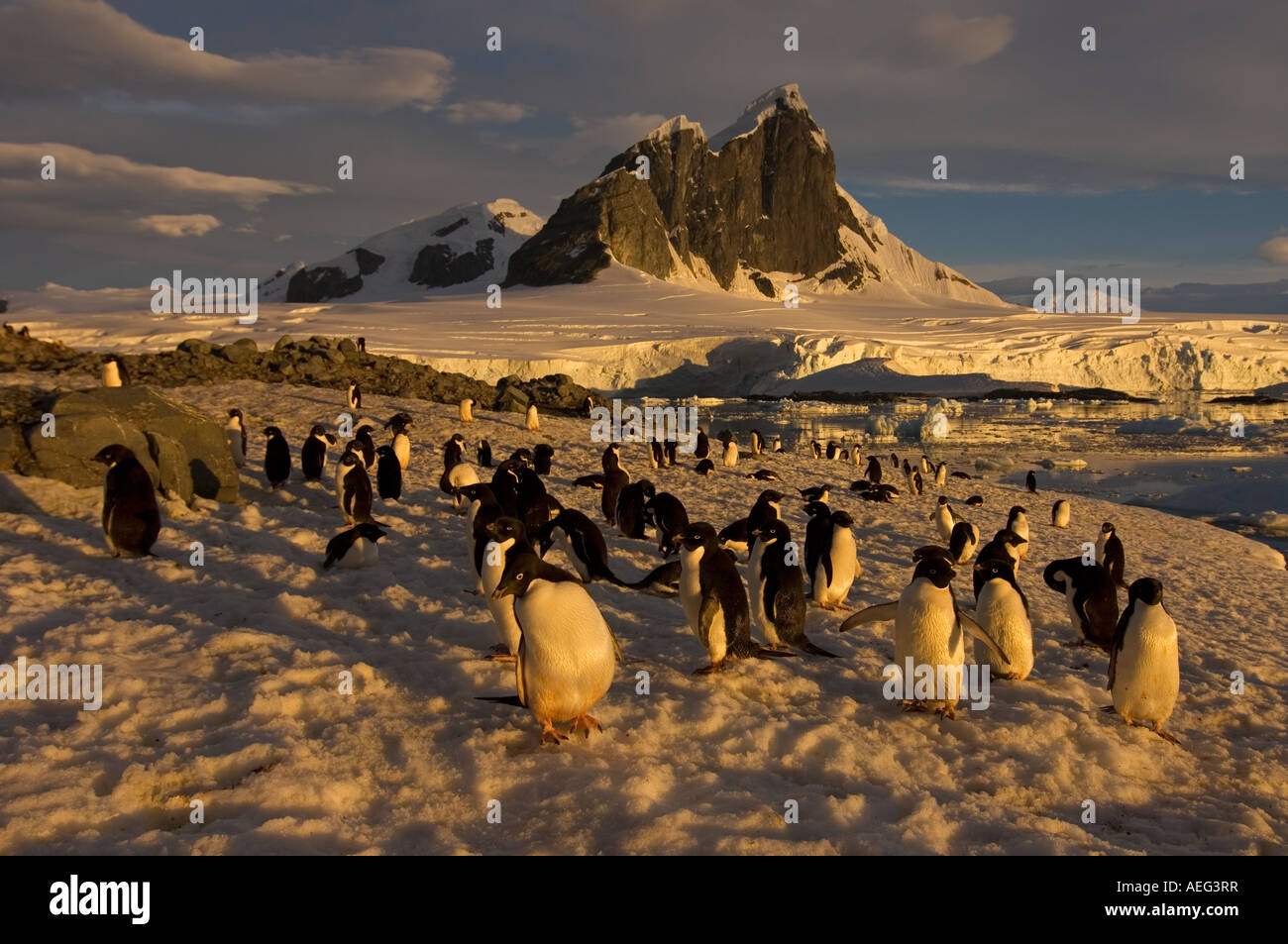 adelie penguin Pygoscelis Adeliae colony along the western Antarctic ...