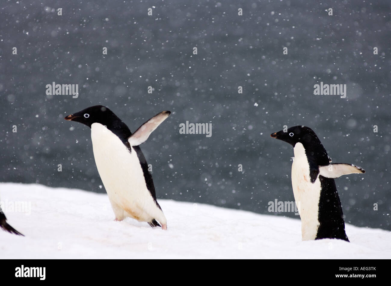 adelie penguins Pygoscelis Adeliae in falling snow along the western ...