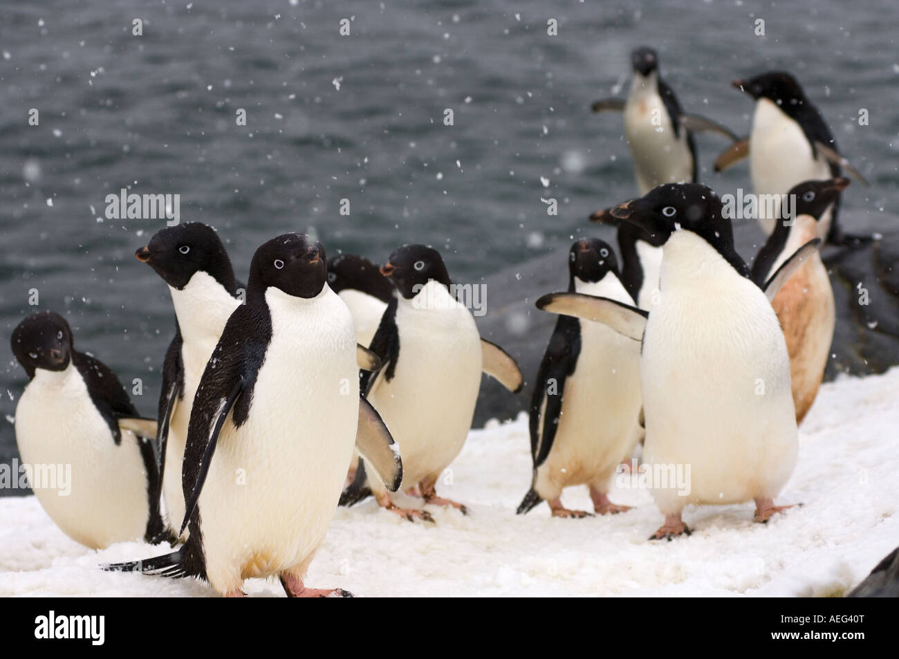adelie penguins Pygoscelis Adeliae in falling snow along the western ...