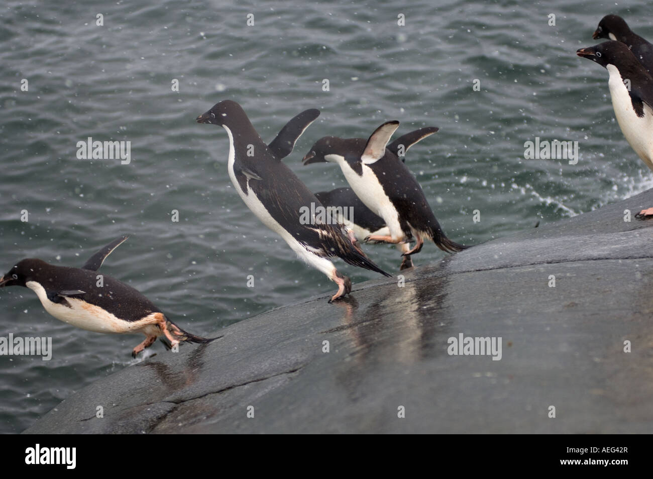adelie penguins Pygoscelis Adeliae jumping into waters off the western ...