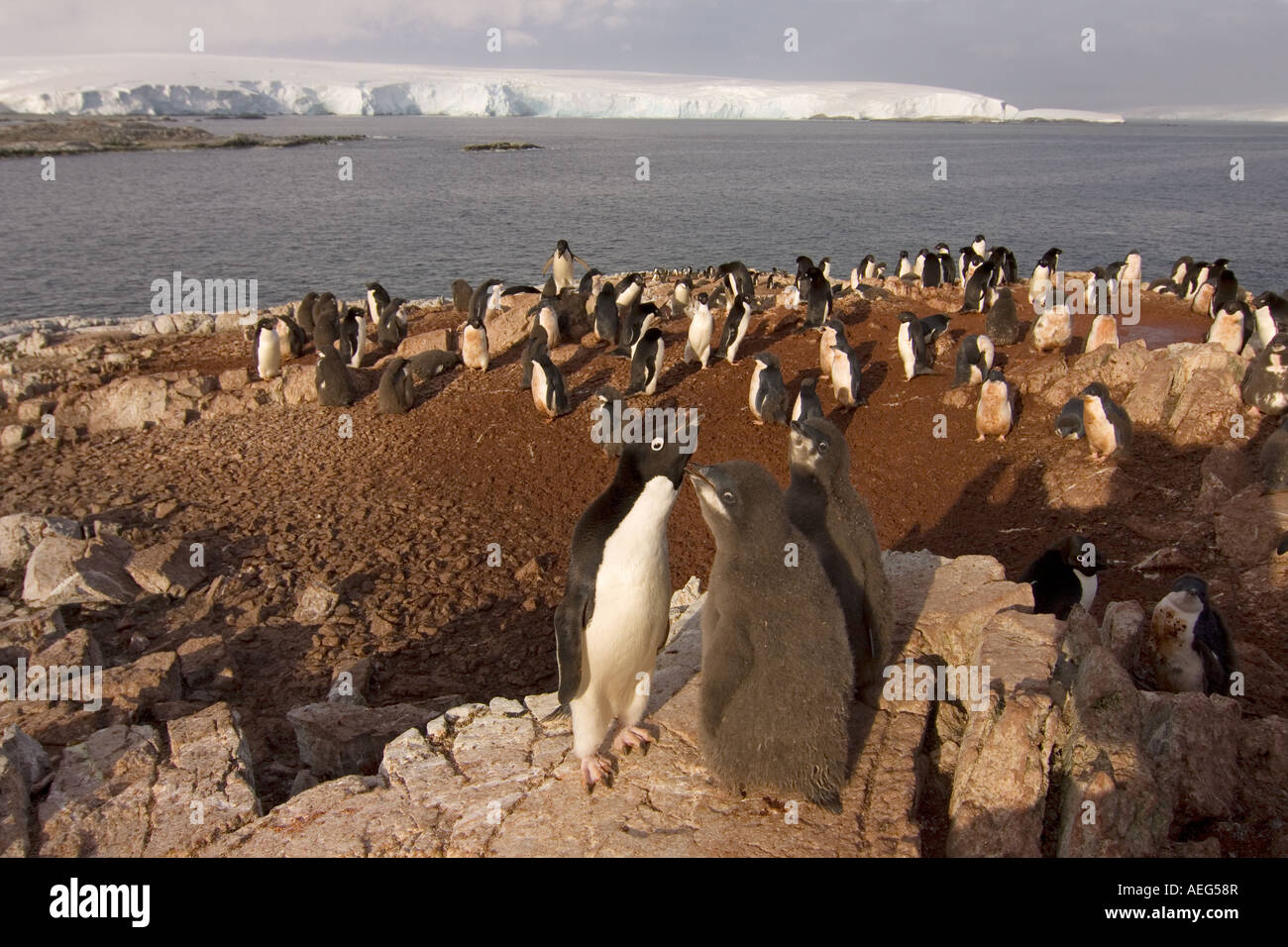 Adelie penguin breeding behavior hi-res stock photography and images