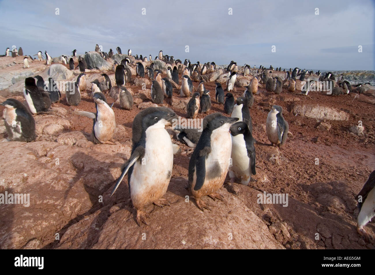 adelie penguin Pygoscelis Adeliae colony on the western Antarctic ...