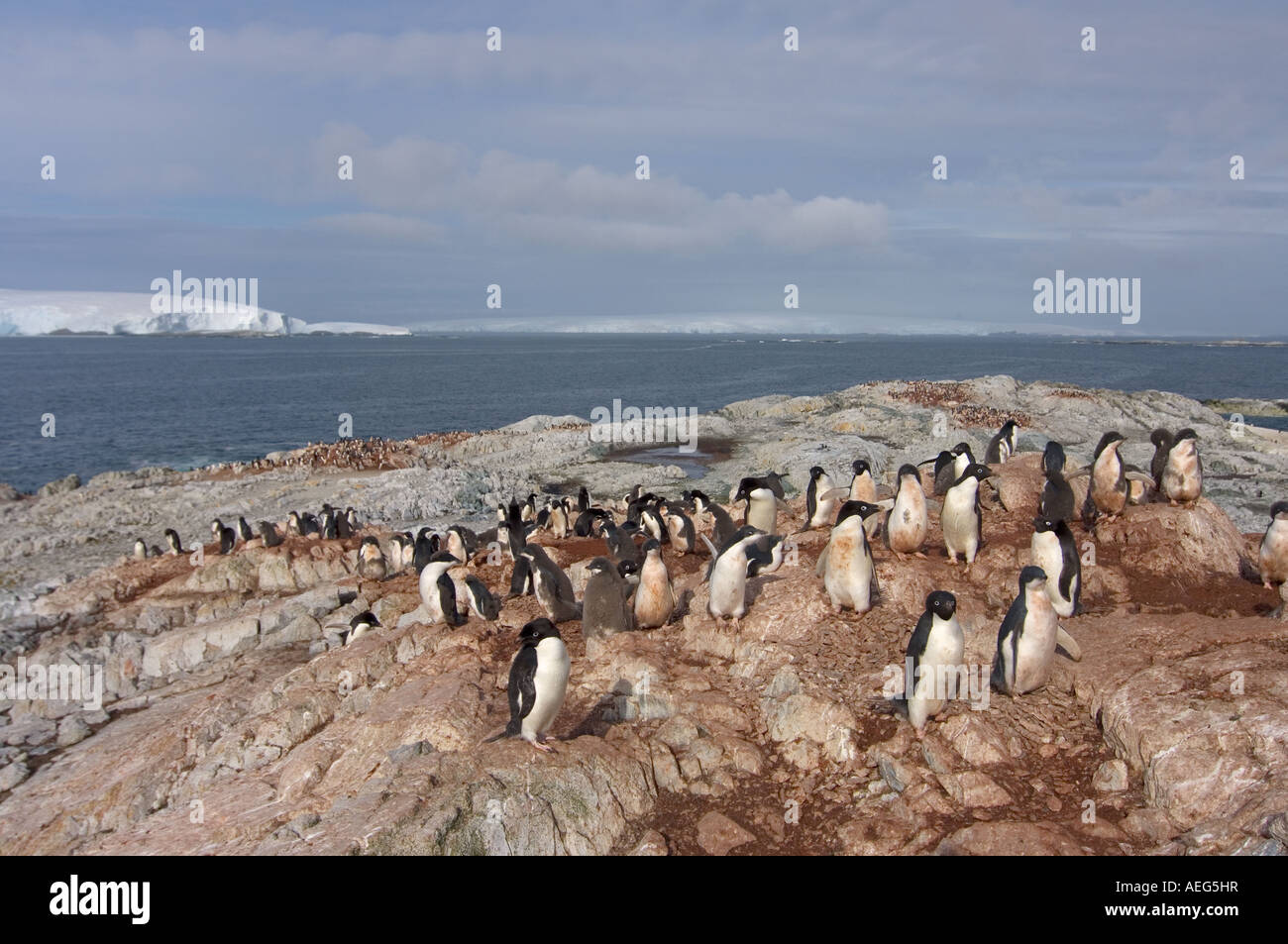 adelie penguin Pygoscelis Adeliae colony on the western Antarctic ...