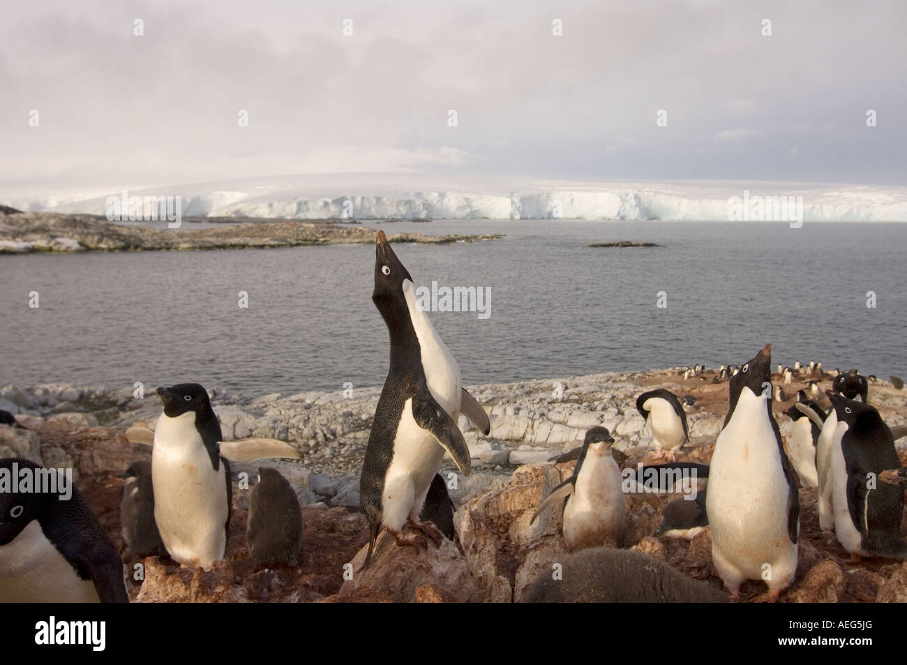 adelie penguin Pygoscelis Adeliae colony on the western Antarctic ...