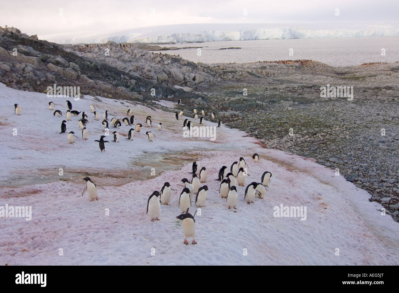 adelie penguin Pygoscelis Adeliae colony along the western Antarctic ...
