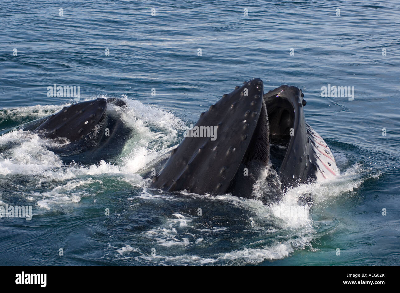humpback whale Megaptera novaeangliae pair feeding in the waters off the western Antarctic Peninsula Antarctica Stock Photo