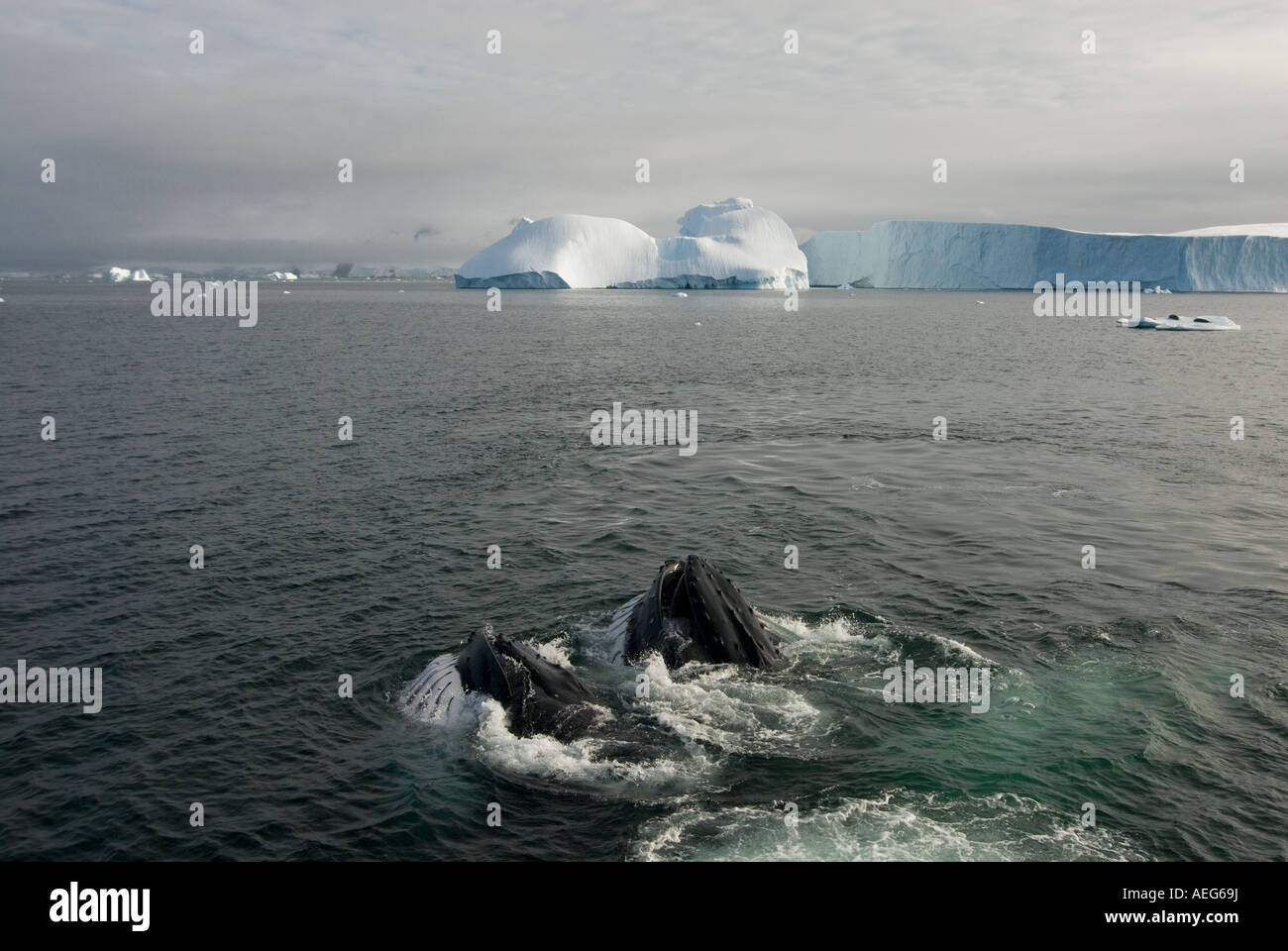 humpback whale Megaptera novaeangliae pair feeding in waters off the western Antarctic Peninsula Antarctica Stock Photo