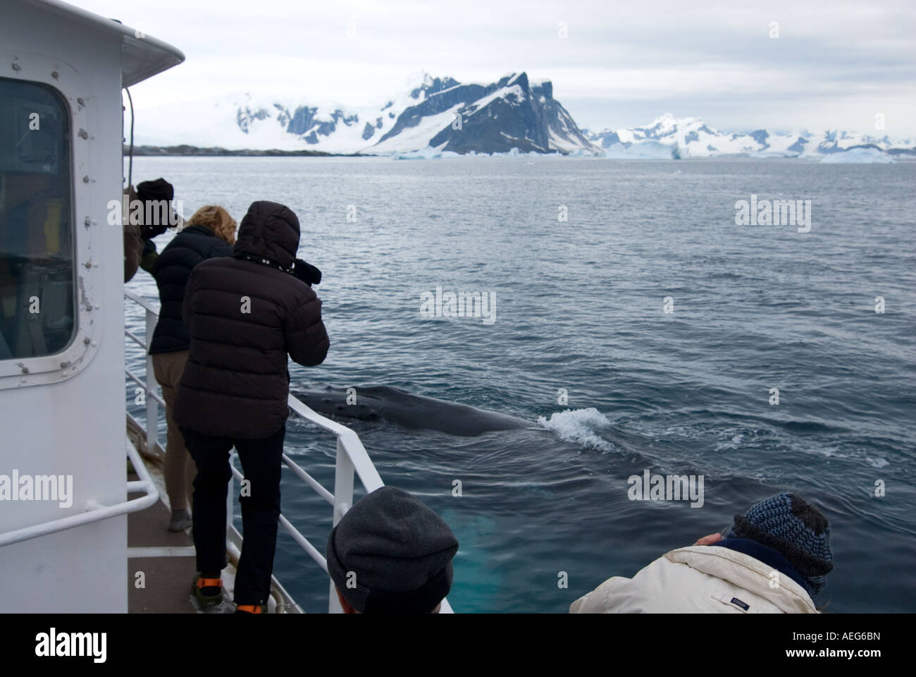 humpback whale whale mysticeti marine mammal animal wildlife fauna people wildlife viewing observing photography photographers Antartica Peninsula Stock Photo
